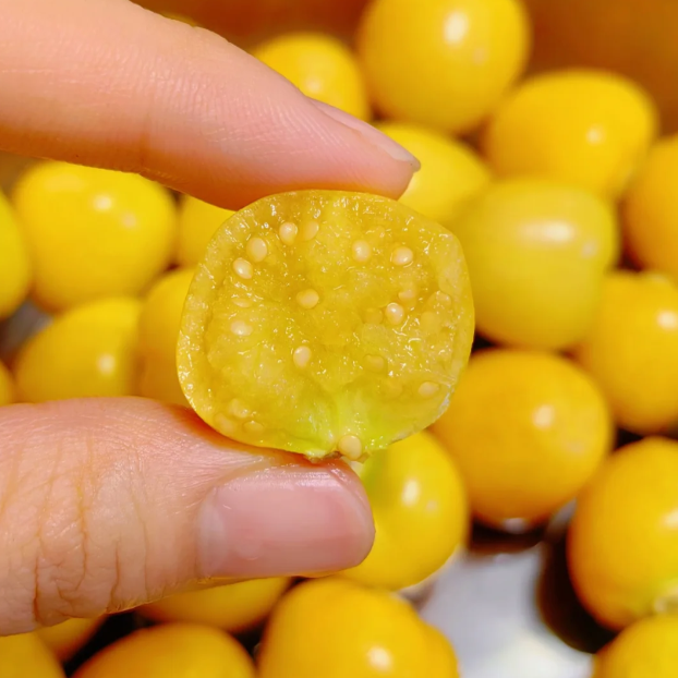 🍒Semená zlatých bobúľ Semená lampášového ovocia – zlaté ovocie