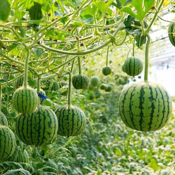 🍉Semena mini melounu – sladký a šťavnatý