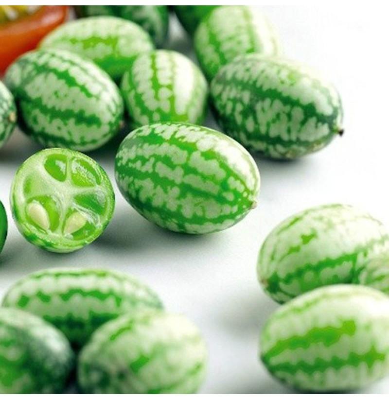 RARE SEEDS THUMB WATERMELON SEEDS-Plantjoyfarm-Fruit Seeds
