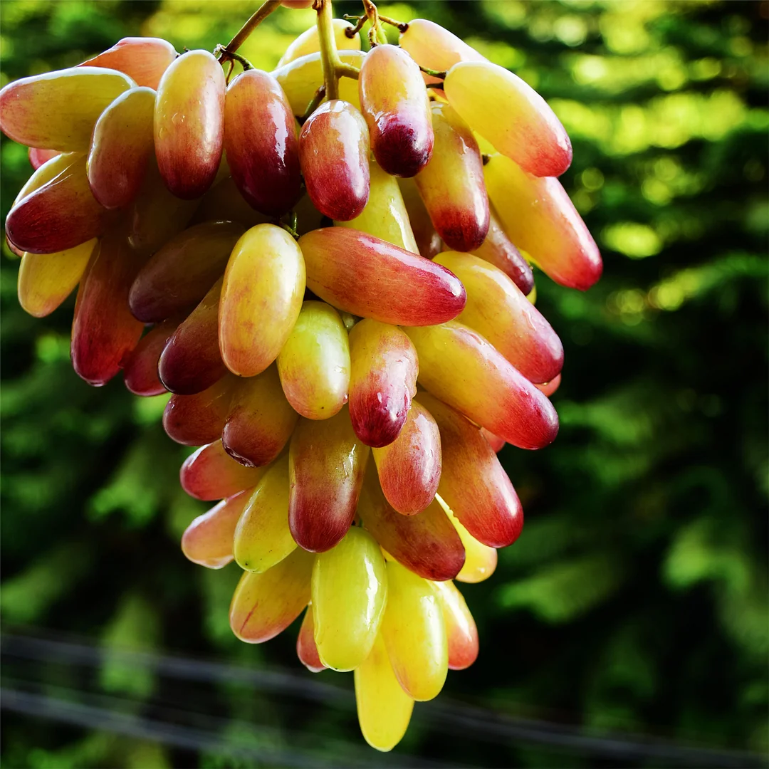 🍇 Zafírové hroznové semienka — zázrak v tvare prsta