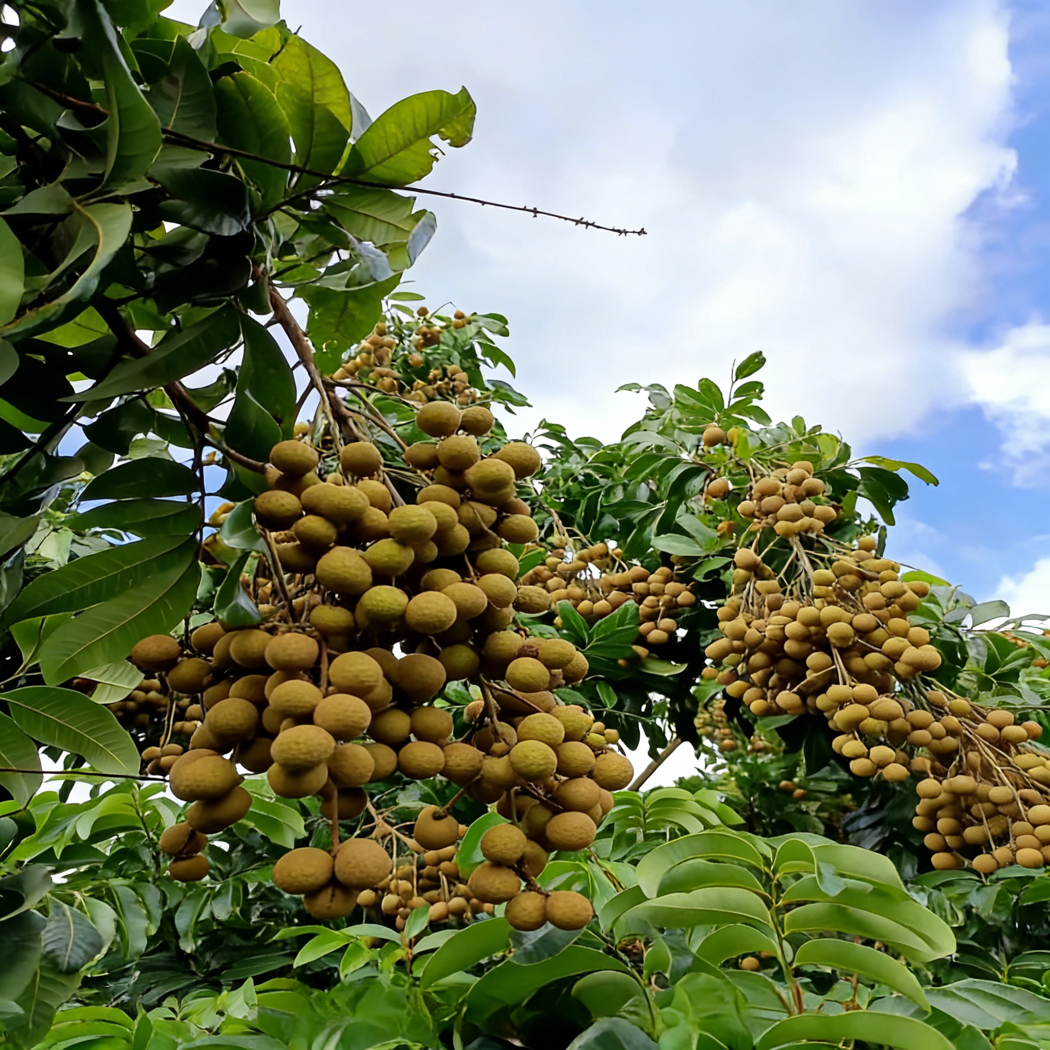 🍈Semená Longanu