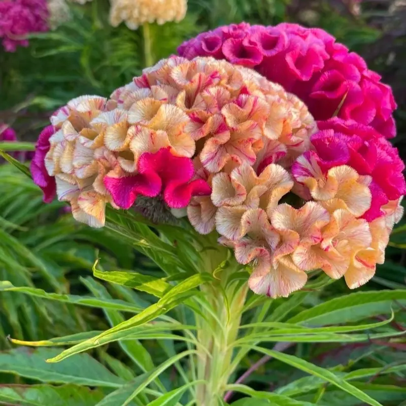 🔥Flame Bloom Čerstvý kohúti hrebeň