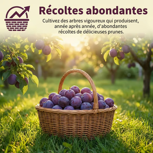 🍑Vrúbľované sadenice sliviek odrody dedičstvo, bez GMO - 50 semien
