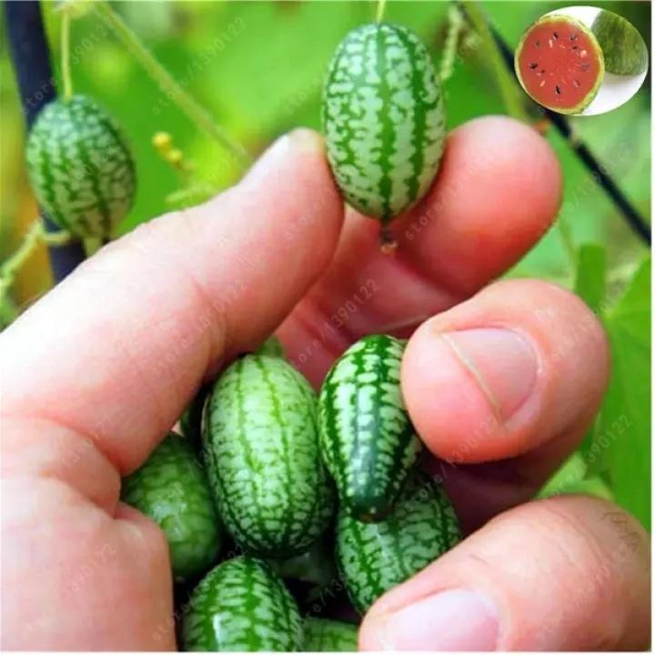 RARE SEEDS THUMB WATERMELON SEEDS-Plantjoyfarm-Fruit Seeds