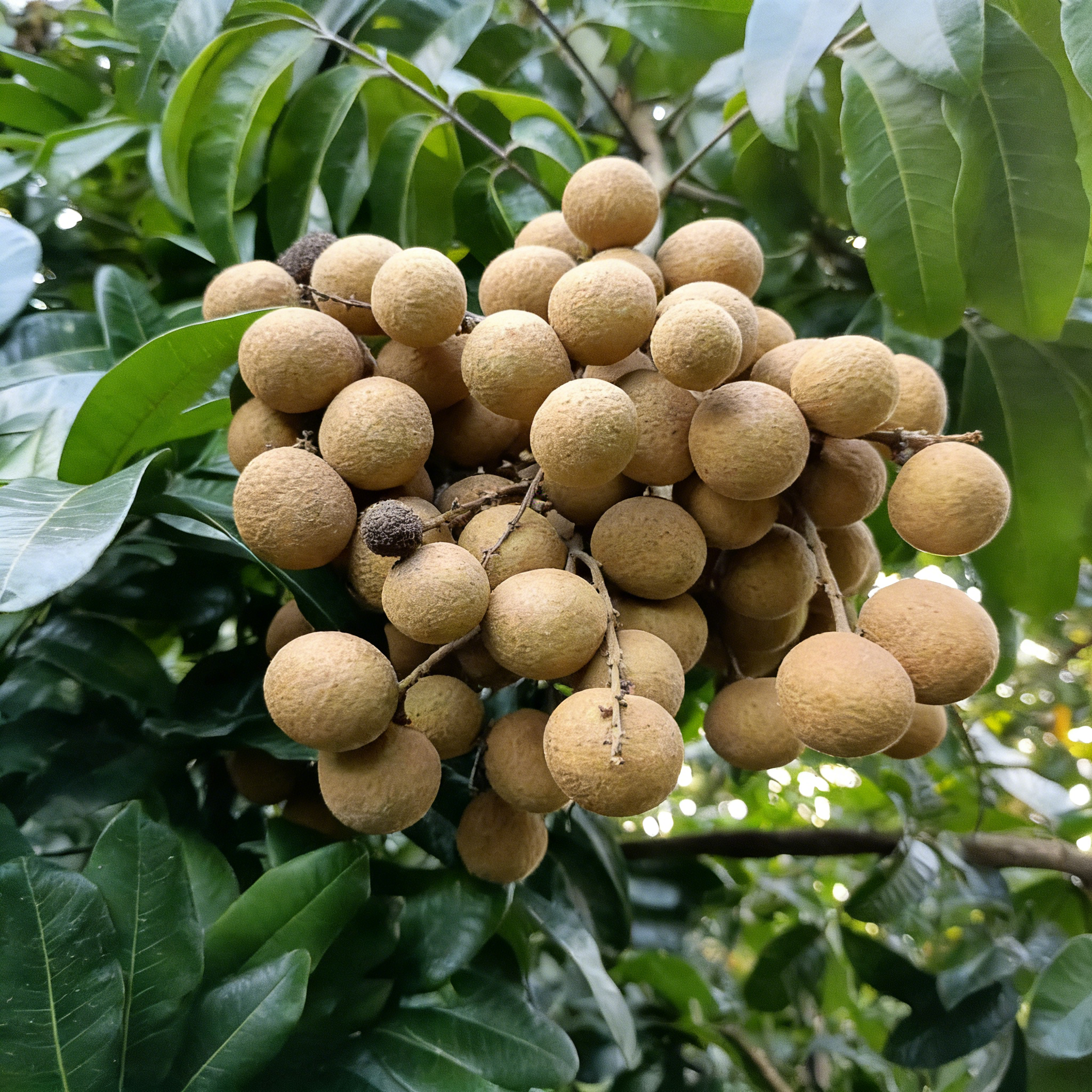 🍈Semená Longanu