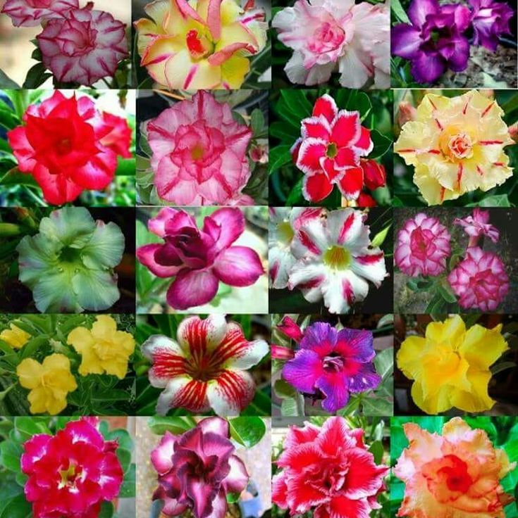 🎁Semená púštnej ruže🌵Super jednoduché pestovanie! 🌸Cibuľky púštnej ruže