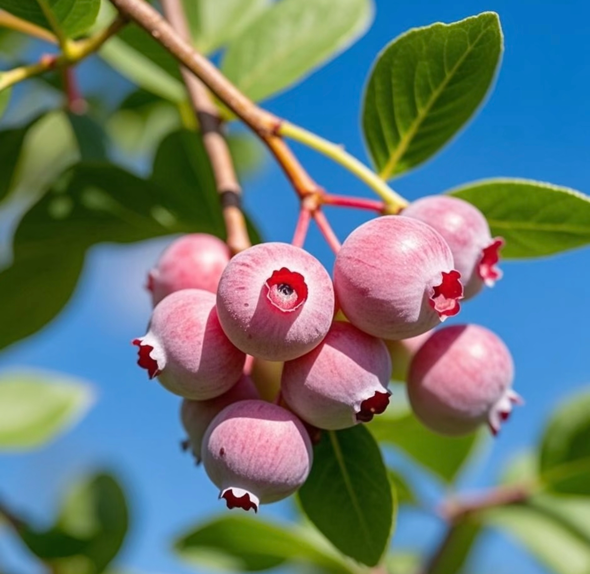 Pink Bliss Blueberry seeds - Double the sweetness