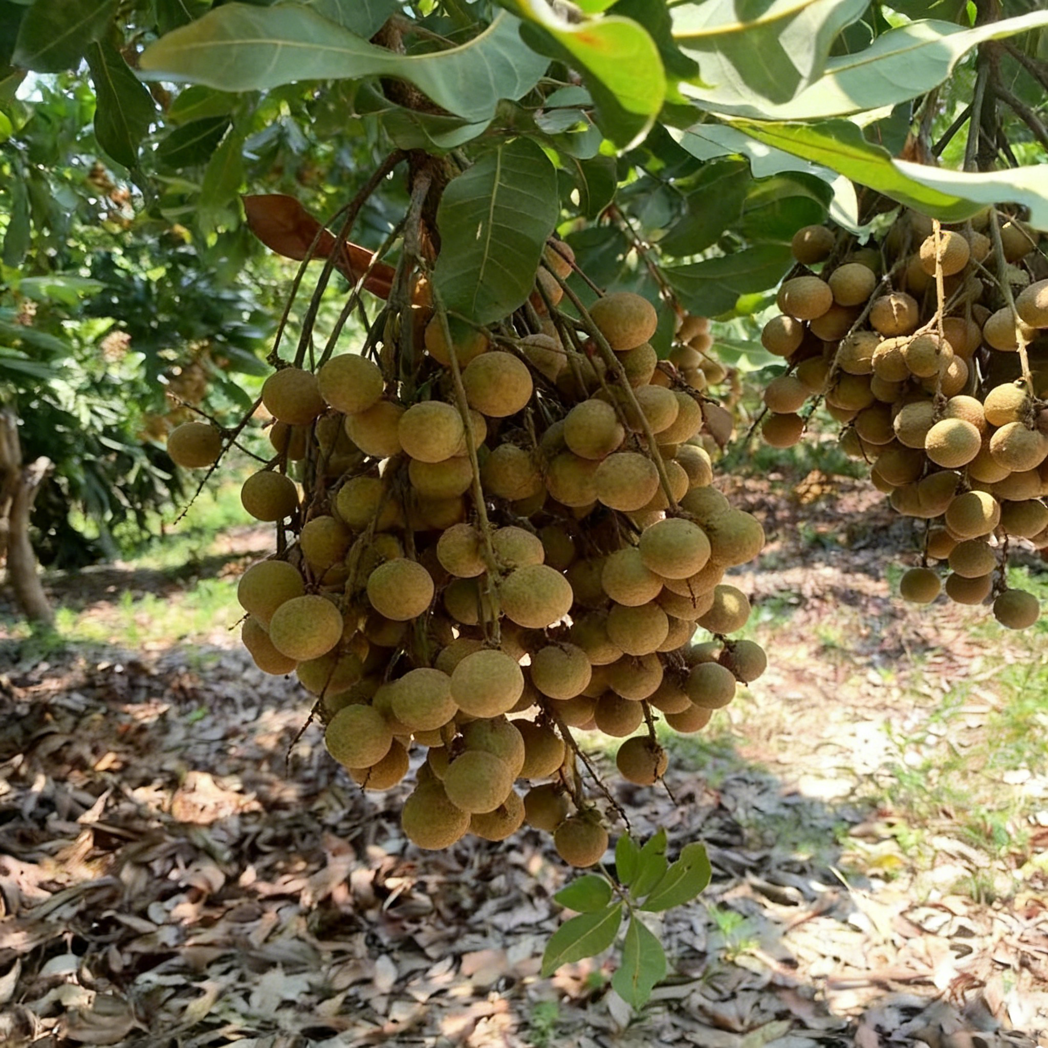 🍈Semená Longanu