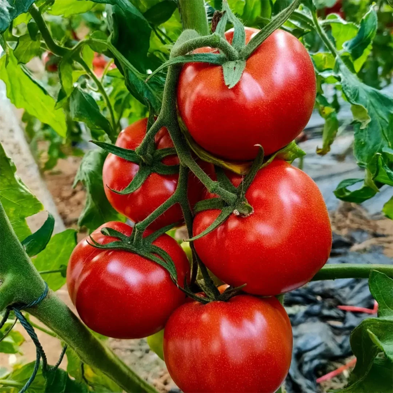 Ľahko pestovateľné 🍅Semená paradajok pre začiatočníkov – skvelá chuť, veľká úroda, žiadne starosti!