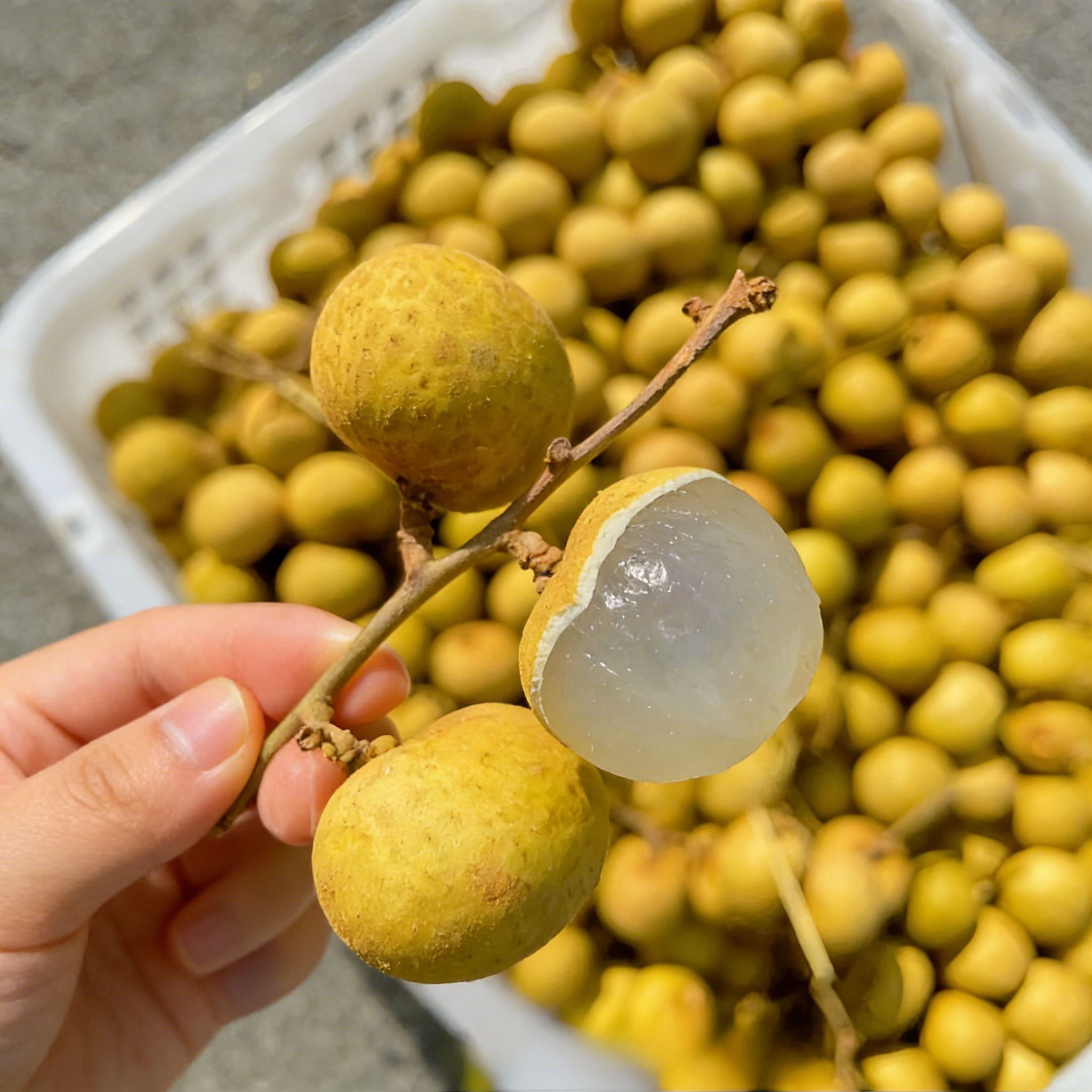 🍈Semená Longanu
