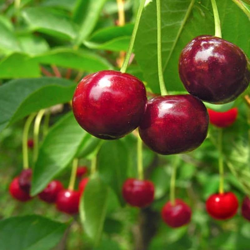 🏆75 000+ PREDANÝCH! 🌳Semená čerešní – Čakajú na vás lahodné, čerstvé čerešne!