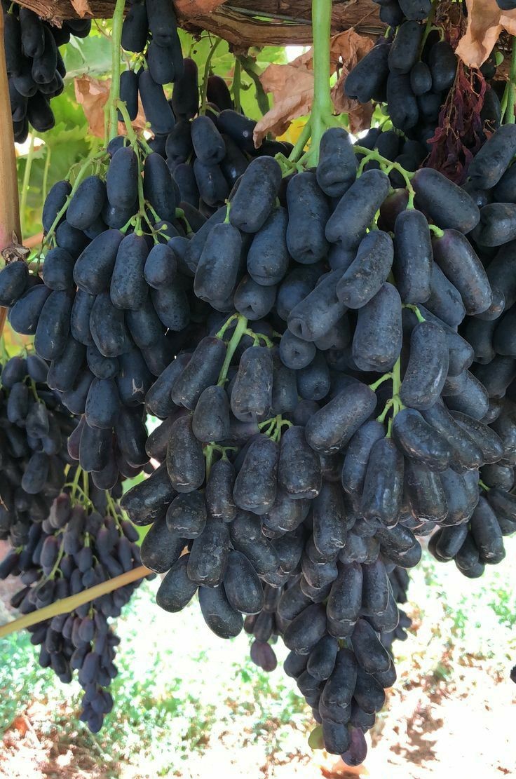 🍇 Zafírové hroznové semienka — zázrak v tvare prsta
