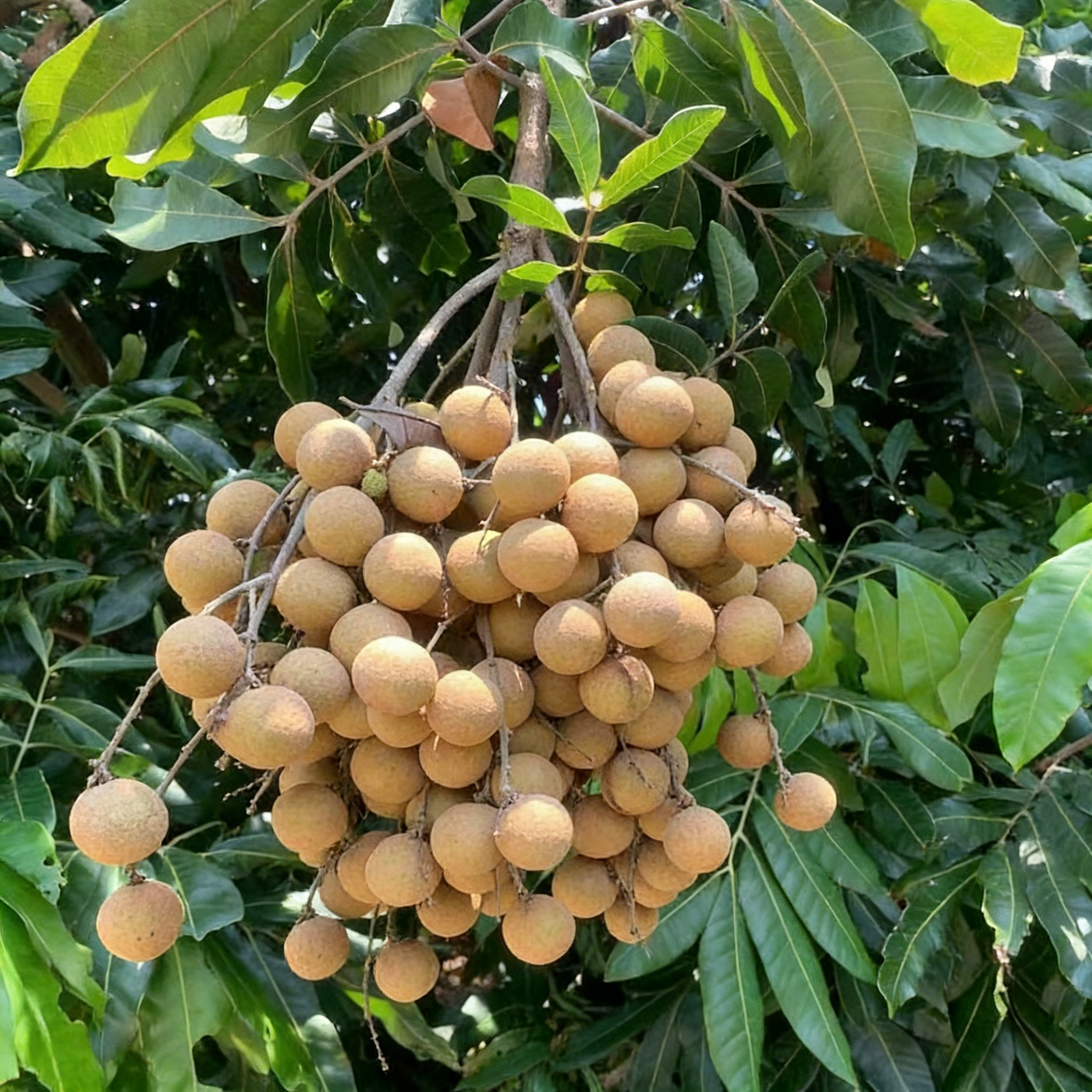 🍈Semená Longanu