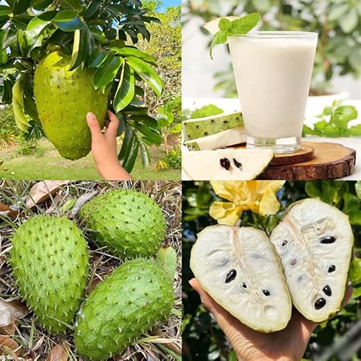 💥🌸 Semená organickej gravioly (soursop) – semená tropického ovocia bez GMO