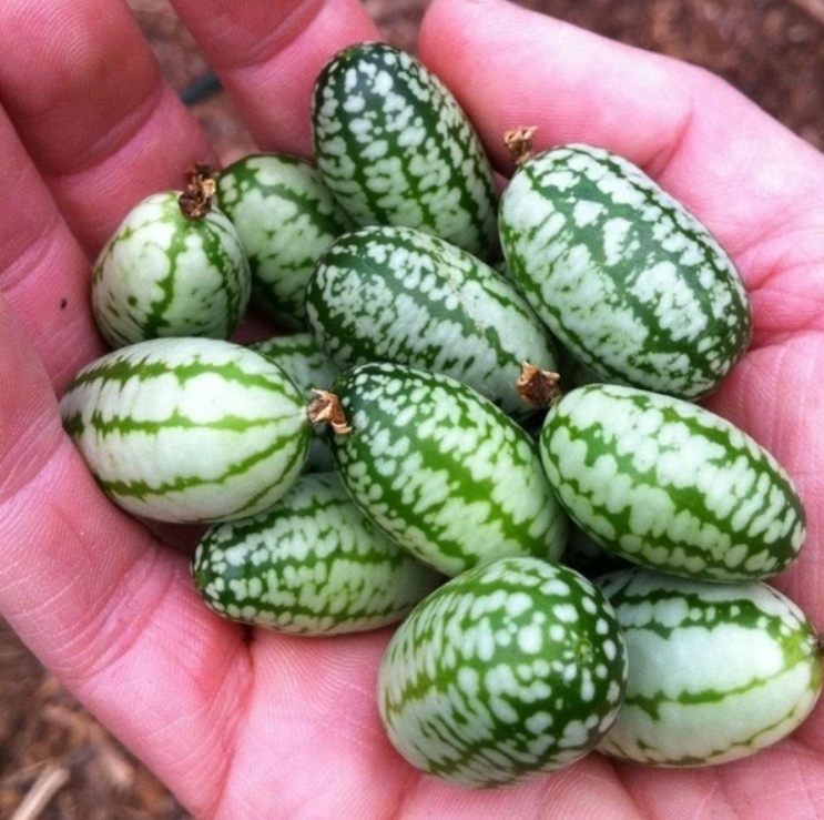 RARE SEEDS THUMB WATERMELON SEEDS-Plantjoyfarm-Fruit Seeds