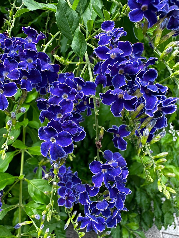 🌸Pridajte farebný akcent so zlatou kvapkou rosy – Duranta!