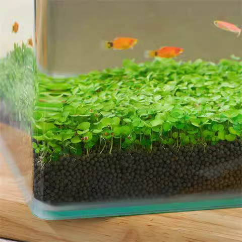 🌿Семена за пречистване на въздуха в аквариума