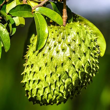 💥🌸 Semená organickej gravioly (soursop) – semená tropického ovocia bez GMO