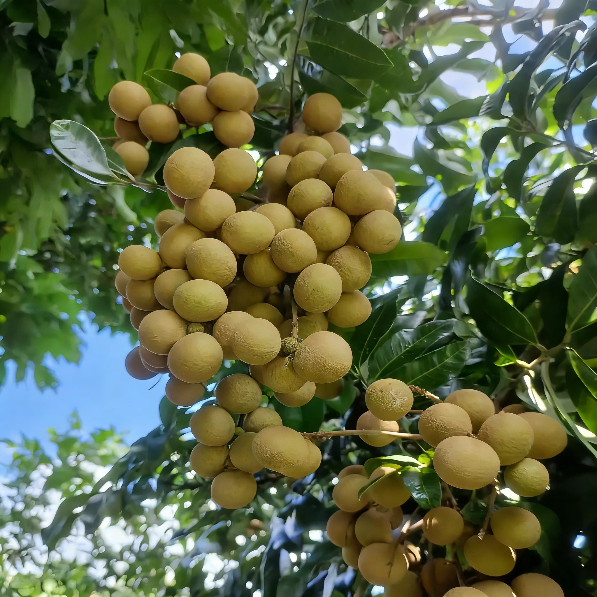 🍈Semená Longanu