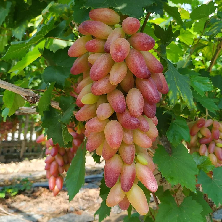 🍇 Zafírové hroznové semienka — zázrak v tvare prsta