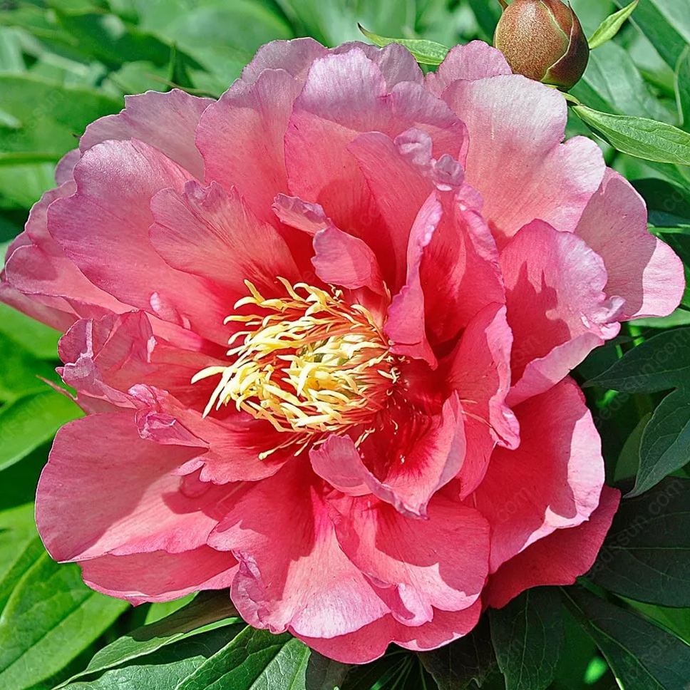 🌸 Pivonka šišková - odolná trvalka, popínavá rastlina pre vnútornú aj vonkajšiu krásu