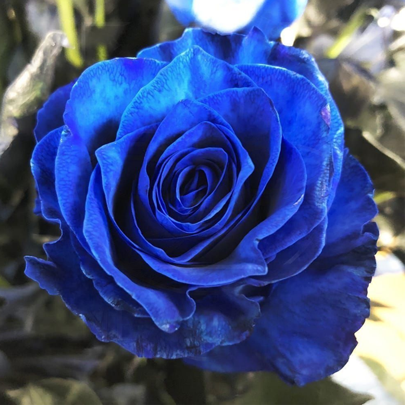 🌹 Summer Bloom Sale [60% OFF] – Rare Rose Seeds! 🌼