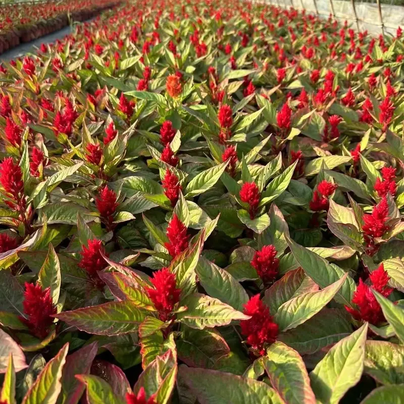 🔥Flame Bloom Čerstvý kohúti hrebeň