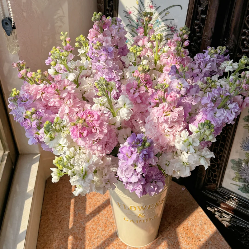 🌸Semená romantickej dvojitej fialky do záhrad a izbových rastlín - zľava 50%!
