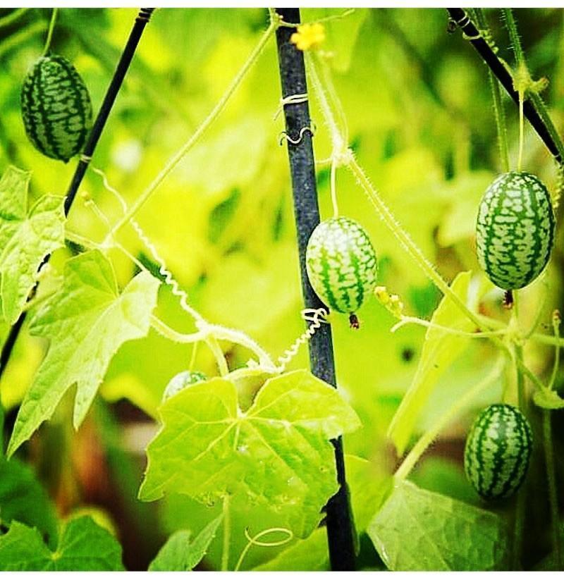 RARE SEEDS THUMB WATERMELON SEEDS-Plantjoyfarm-Fruit Seeds