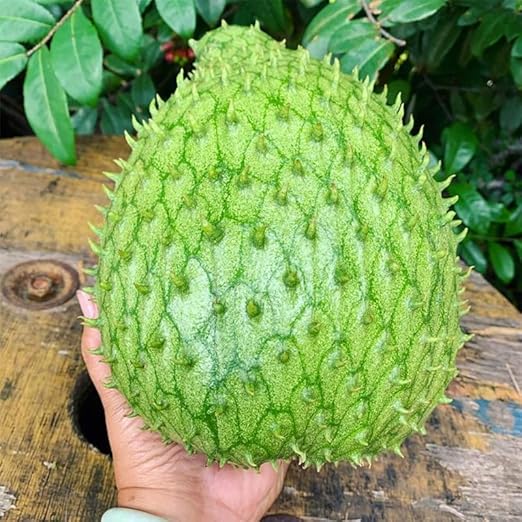 💥🌸 Semená organickej gravioly (soursop) – semená tropického ovocia bez GMO