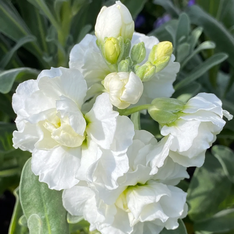 🌸Semená romantickej dvojitej fialky do záhrad a izbových rastlín - zľava 50%!
