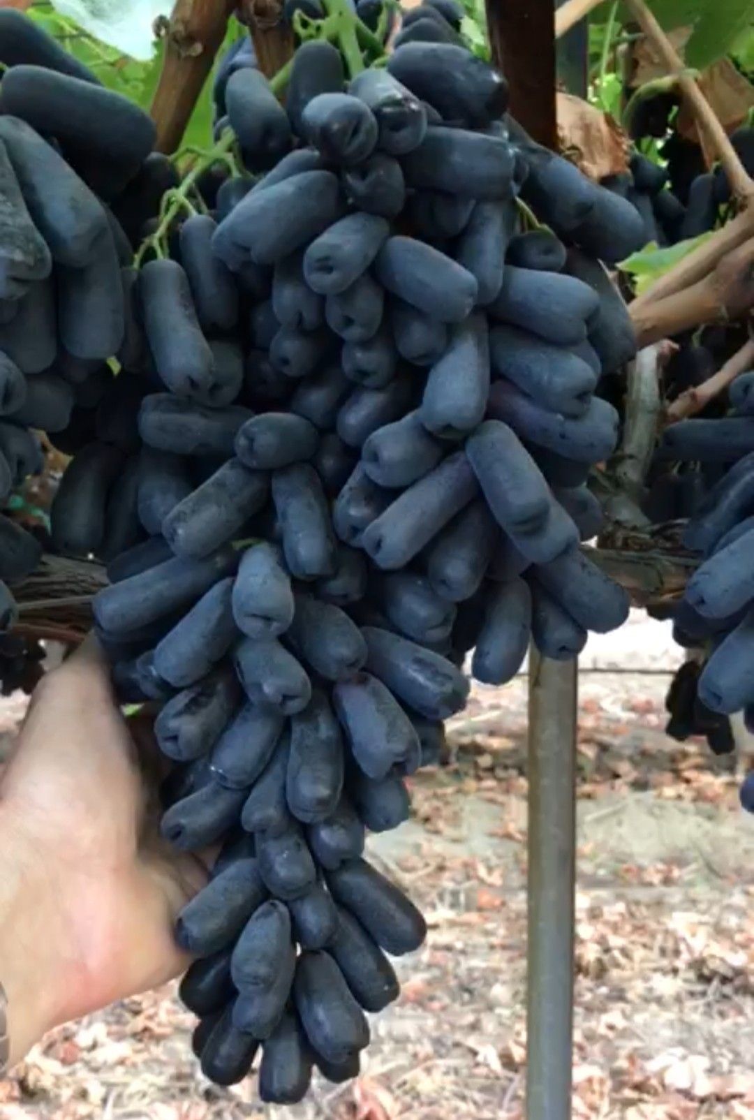 🍇 Zafírové hroznové semienka — zázrak v tvare prsta
