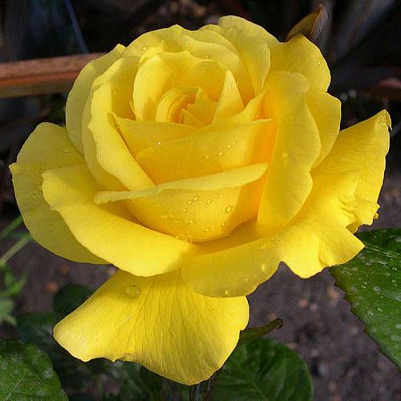 🌹 Summer Bloom Sale [60% OFF] – Rare Rose Seeds! 🌼