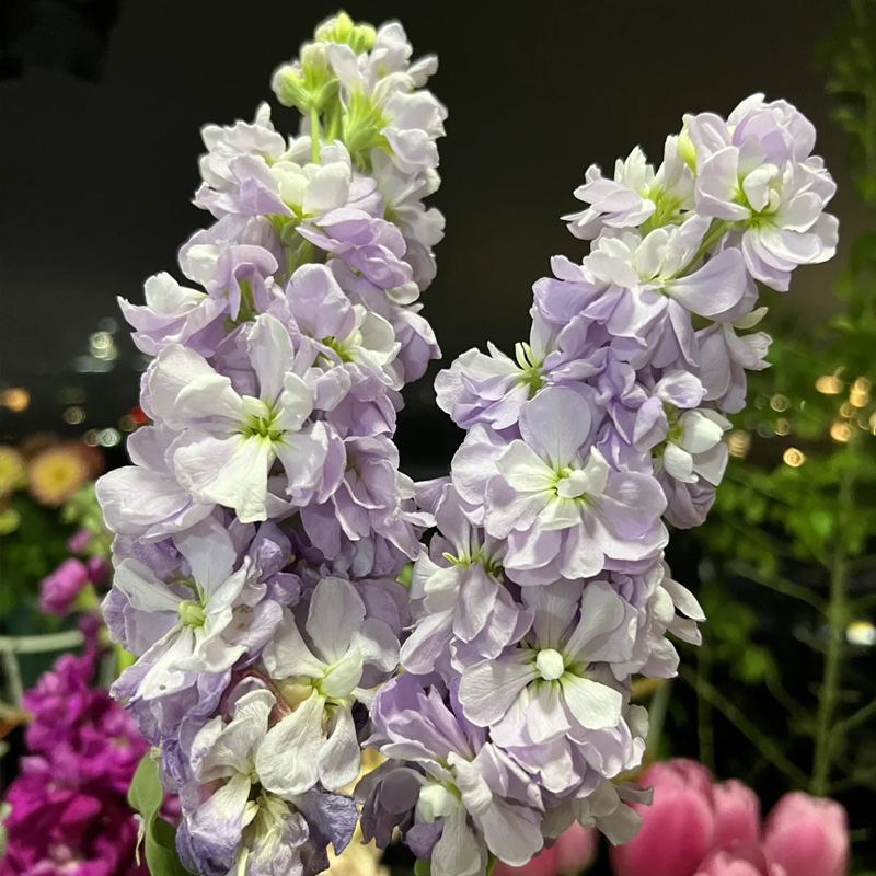 🌸Semená romantickej dvojitej fialky do záhrad a izbových rastlín - zľava 50%!