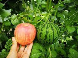 🍉Semena mini melounu – sladký a šťavnatý