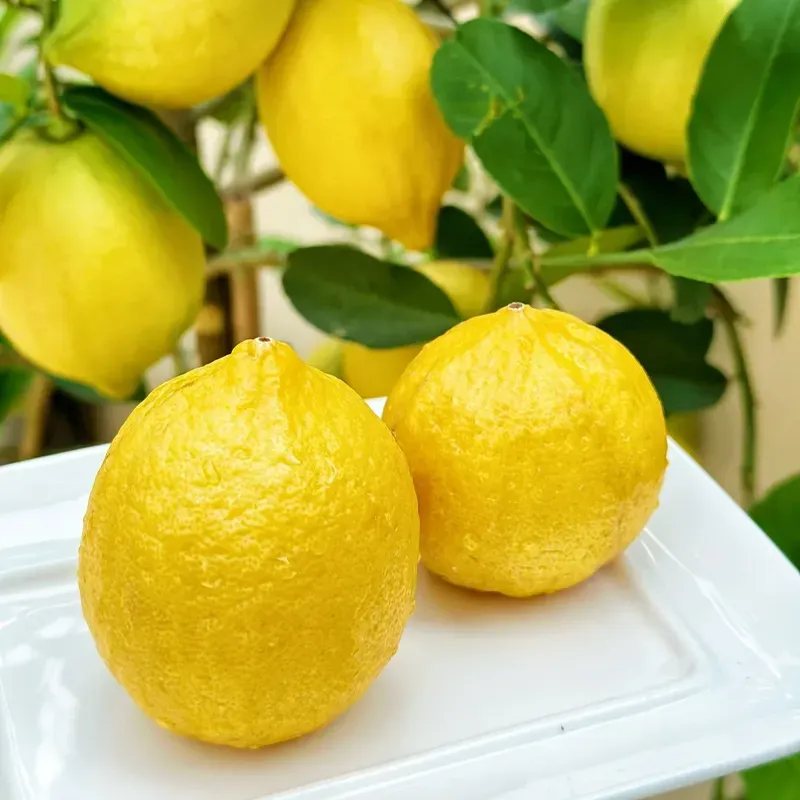 🍋 Citrón v kvetináči – aromatická citrusová rastlina do domácnosti