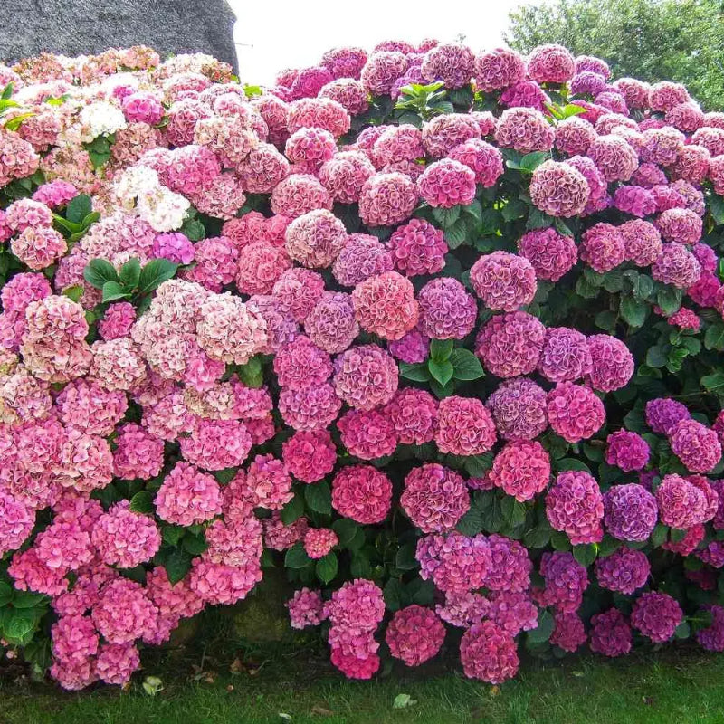 🌸 Hortenzia – minden kert időtlen szépsége ✨