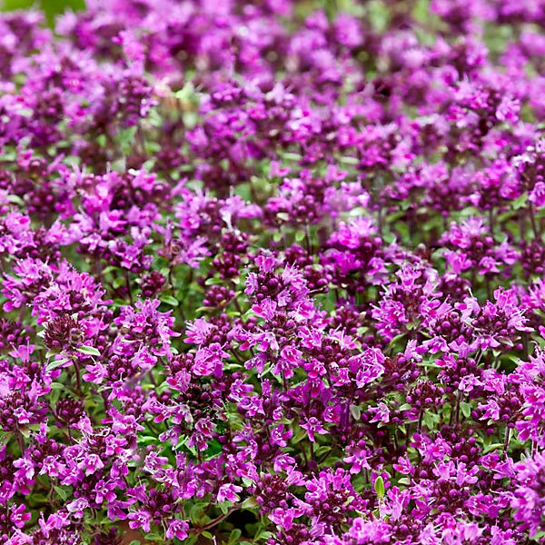 💜 Plazivá materina dúška – semená pre krásny trávnik bez kosenia. Kvitne po celý rok, odolná voči chladu. 🏡✨