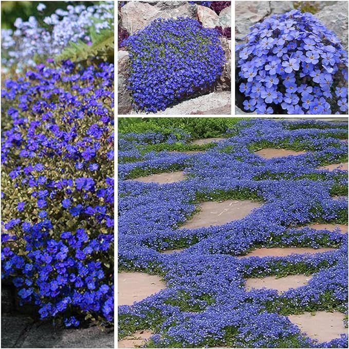 💜 Plazivá materina dúška – semená pre krásny trávnik bez kosenia. Kvitne po celý rok, odolná voči chladu. 🏡✨
