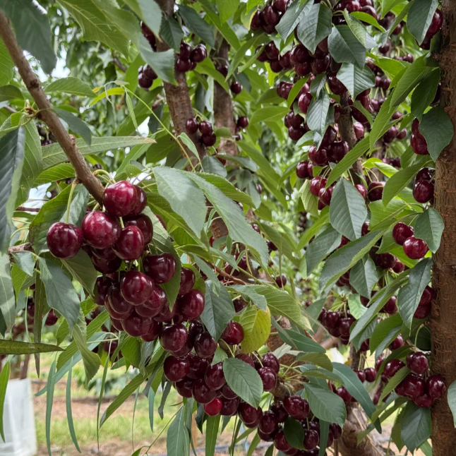 🍒 Tökvirág-formájú cseresznyemagok | Egyedi, tökszerű gyümölcs 🌿