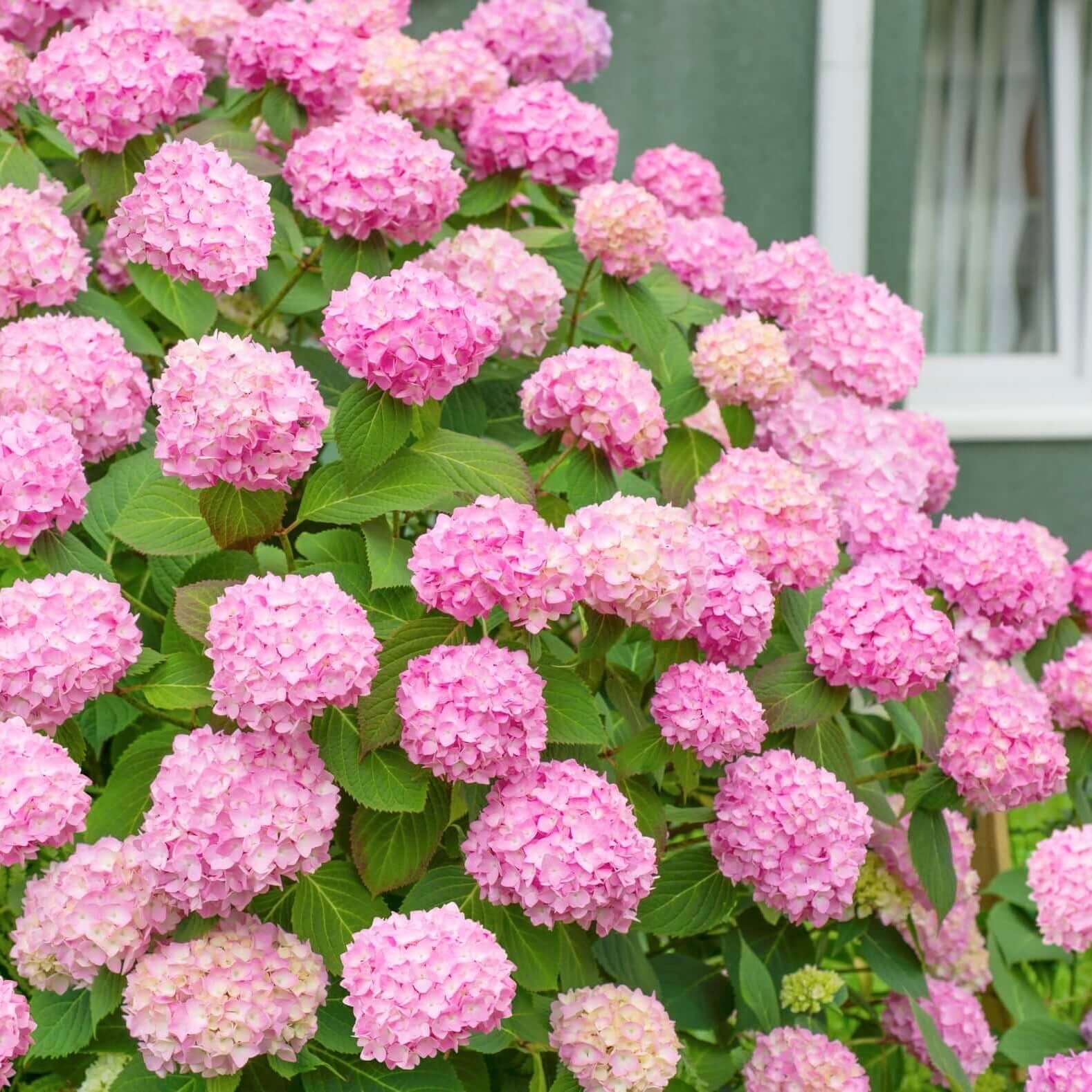 🌸 Hortenzia – minden kert időtlen szépsége ✨