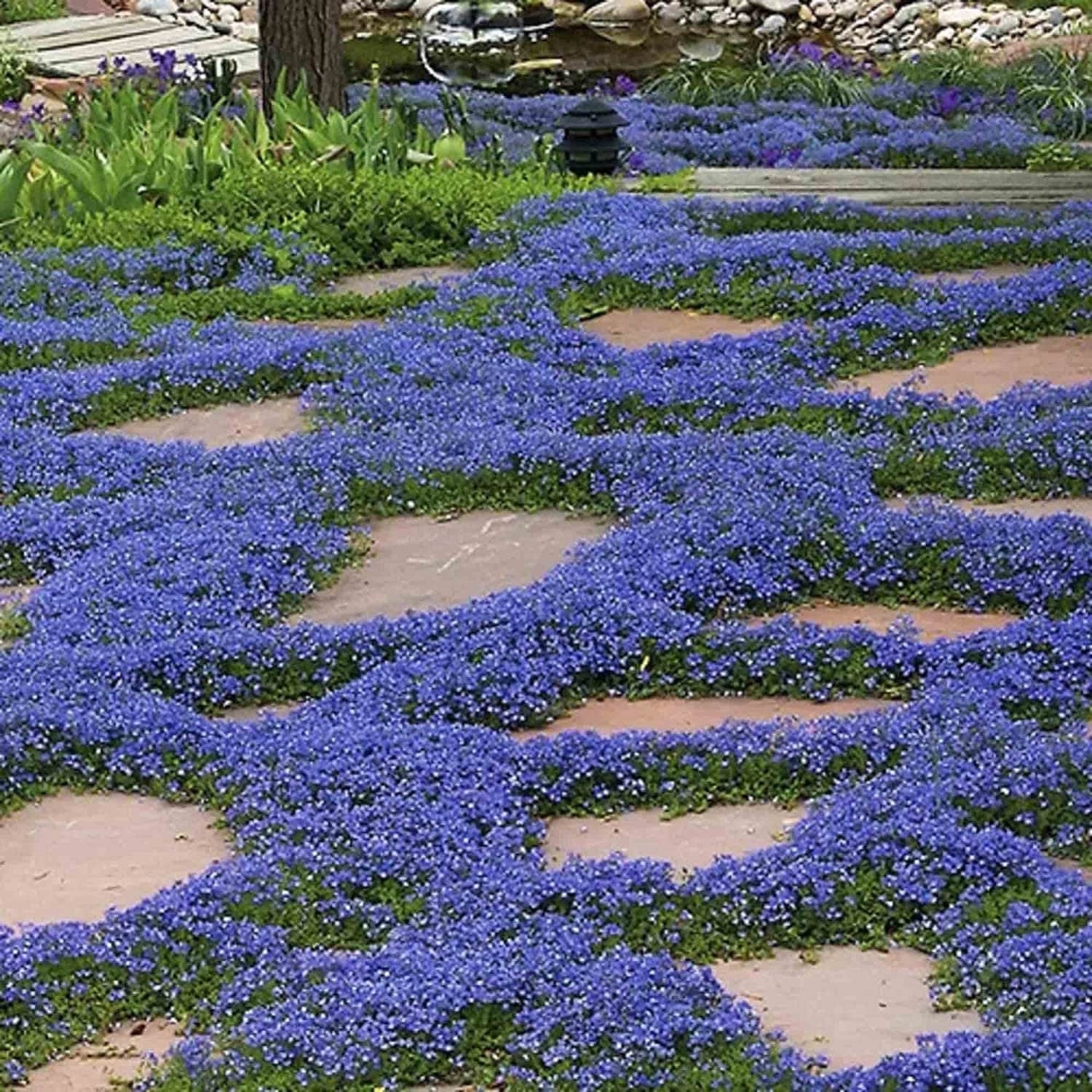 💜 Plazivá materina dúška – semená pre krásny trávnik bez kosenia. Kvitne po celý rok, odolná voči chladu. 🏡✨