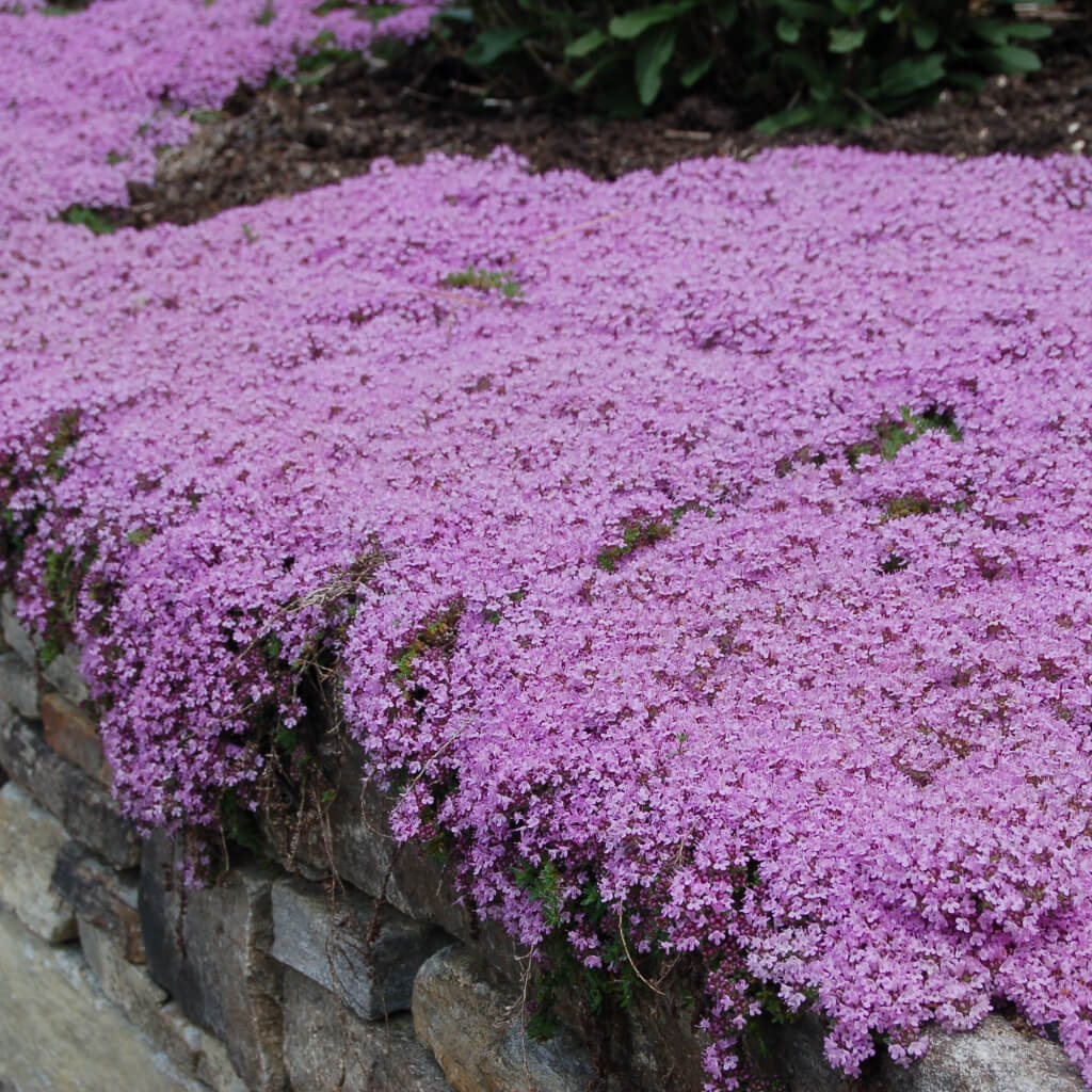 💜 Plazivá materina dúška – semená pre krásny trávnik bez kosenia. Kvitne po celý rok, odolná voči chladu. 🏡✨