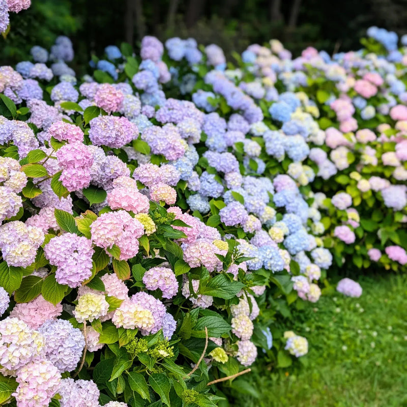 🌸 Hortenzia – minden kert időtlen szépsége ✨