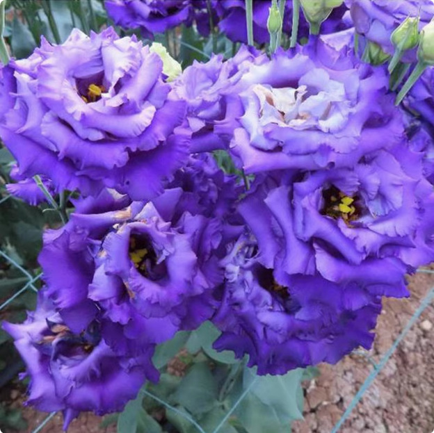 🔥Propagácia💝 Beztrnová ružová eustoma 💐 Semienka z lisianthusu