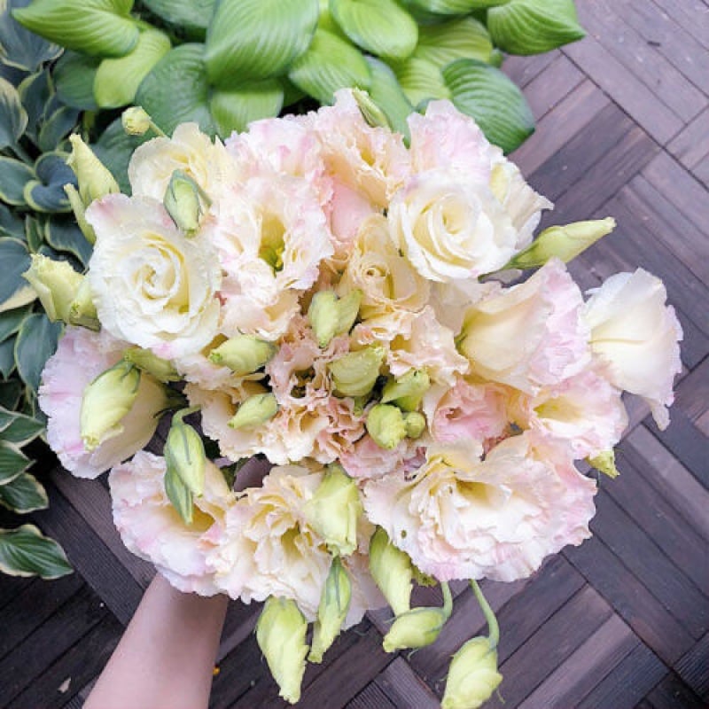 🔥Propagácia💝 Beztrnová ružová eustoma 💐 Semienka z lisianthusu
