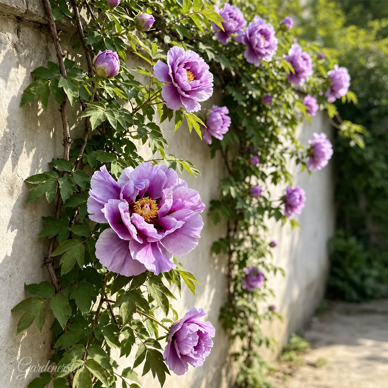 🌸 Semená vzácnej popínavej pivonky. Veľké, plné kvety, odolná trvalka a ľahko pestovateľná obľúbená rastlina v záhradníctve.