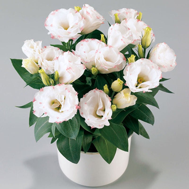 🔥Propagácia💝 Beztrnová ružová eustoma 💐 Semienka z lisianthusu