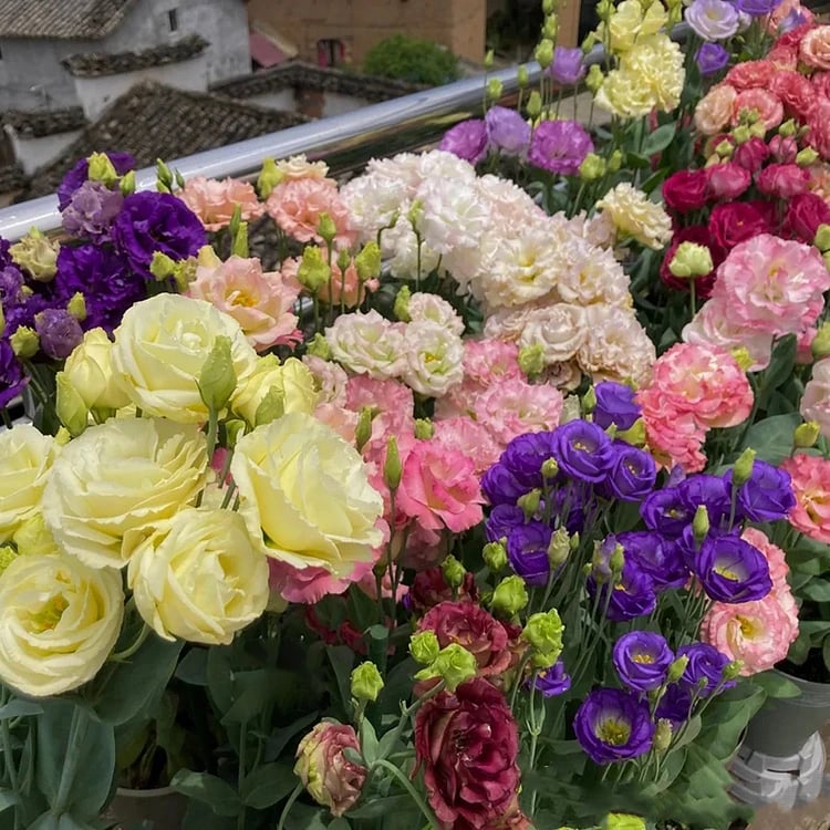 🔥Propagácia💝 Beztrnová ružová eustoma 💐 Semienka z lisianthusu