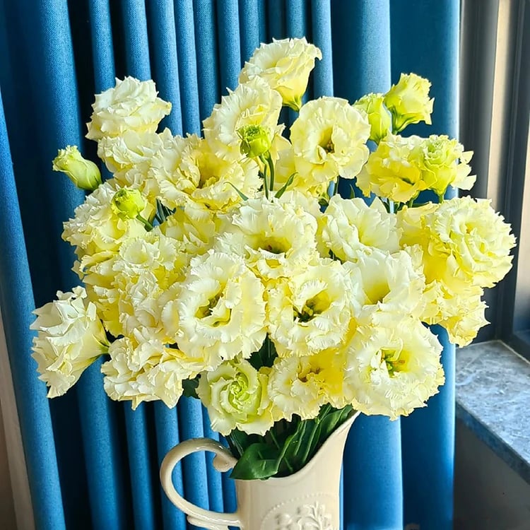 🔥Propagácia💝 Beztrnová ružová eustoma 💐 Semienka z lisianthusu